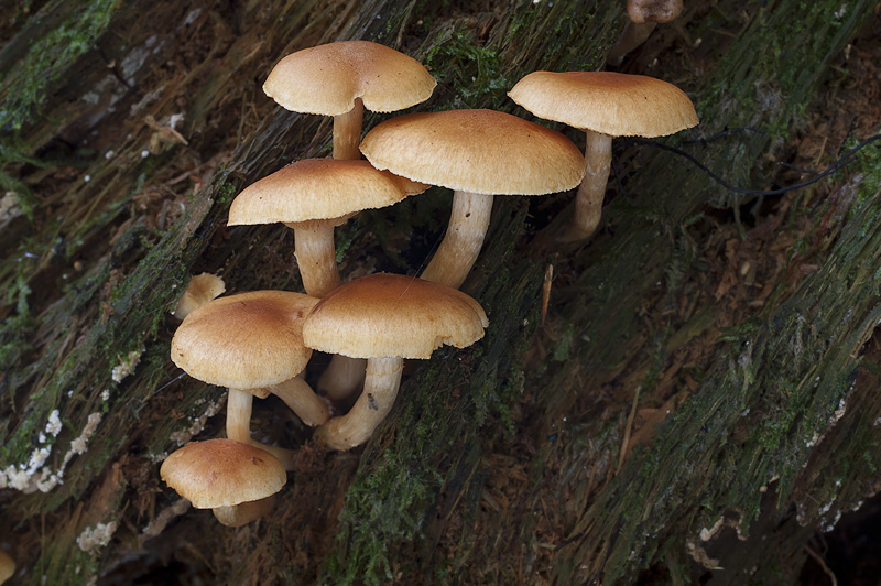 Gymnopilus penetrans